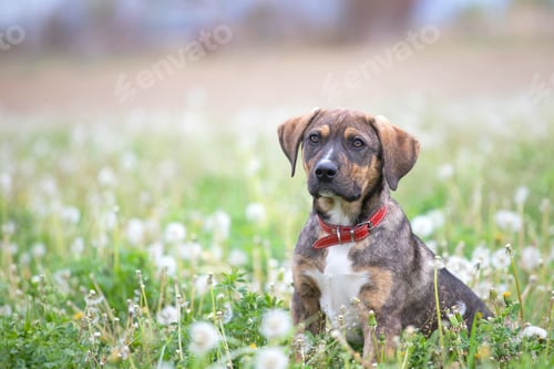 Preview: Dog in magic dandelion meadow.