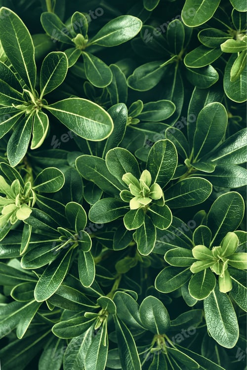 Preview: Plant leaves background, lush foliages nature
