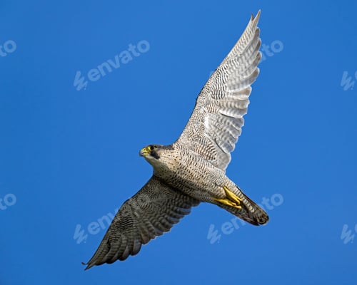 Preview: Peregrine falcon (Falco peregrinus)