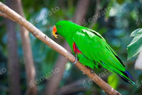 Preview: Male Indonesian Eclectus Parrot on a Tree Branch.