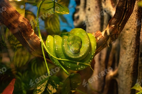 Preview: Green python on the branch