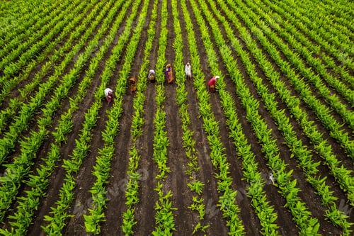 Preview: Aerial view of green agriculture field, India.