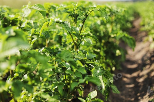 Preview: Young potato plant growing on the soil.Potato bush in the garden.Healthy young potato plant