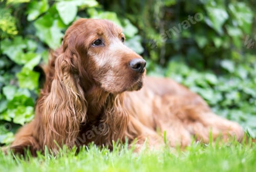 Preview: Cute old Irish Setter dog
