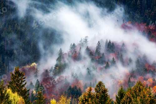 Preview: Autumn image with silhouette of forest with dense fog at dusk.