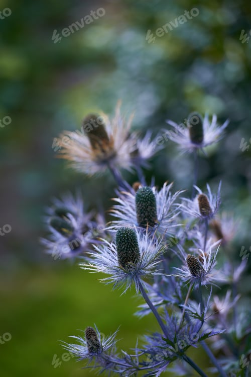Preview: Purple flowers in the garden. Purple flowers in a a spring garden - closeup.