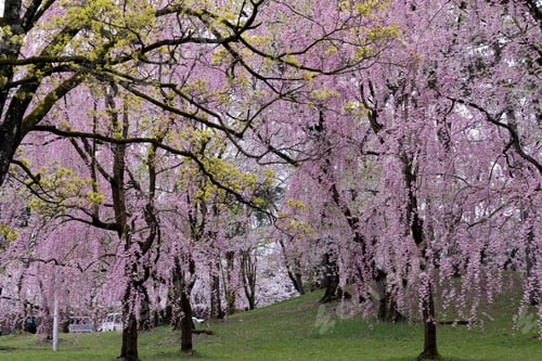 Preview: Beautiful cherry blossom flower in Japan