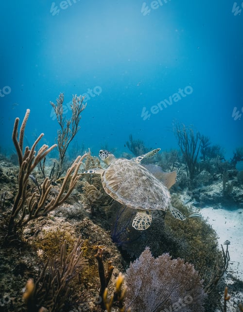 Preview: green turtle swimming above the coral reef