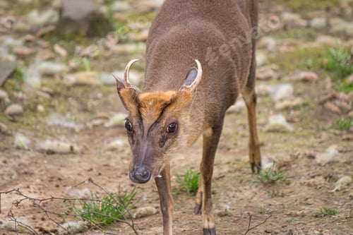 Preview: Close-up of an adorable muntjac deer