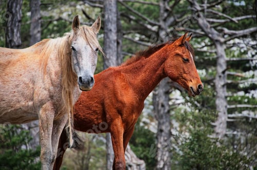 Preview: Two horses standing in the forest on the edge of a rock