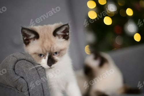 Preview: Portrait of a Siamese cat