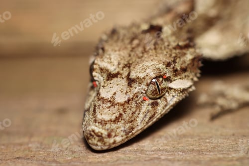 Preview: Australian Leaf tailed gecko