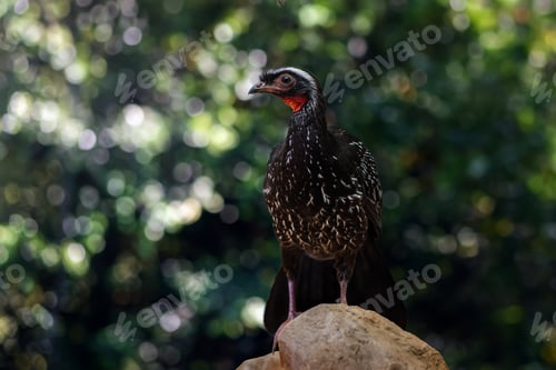 Preview: White-browed Guan bird (Penelope jacucaca)