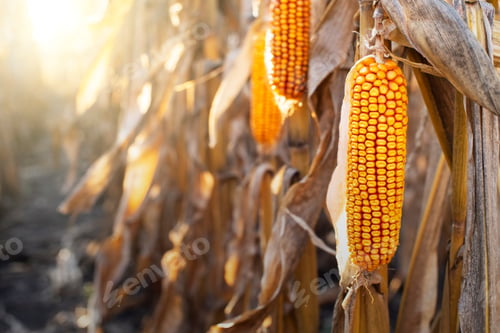 Preview: Dry corn stalks with cobs backlit by sun at fields autumn time