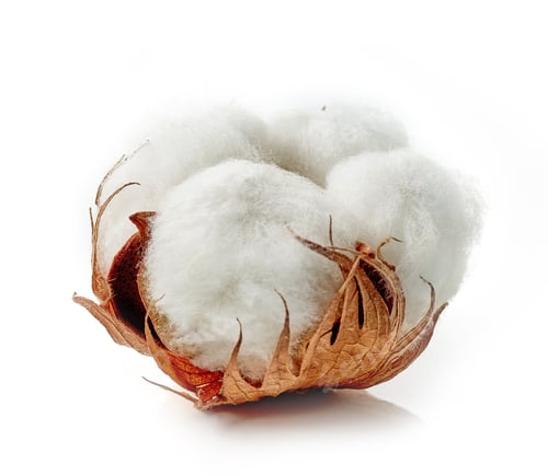 Preview: cotton plant flower