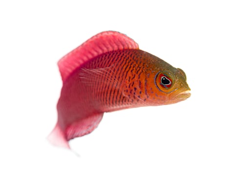 Preview: Anthias reef fish swimming on white background