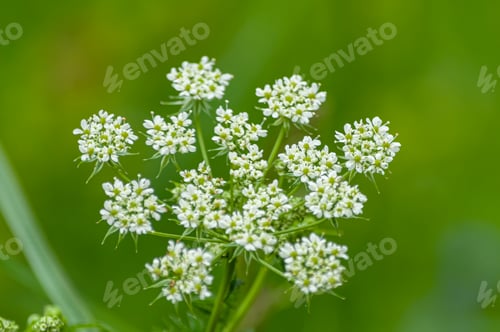 Preview: Closeup shot of Chaerophyllum aromaticum flowers with green leaves on a blurred background