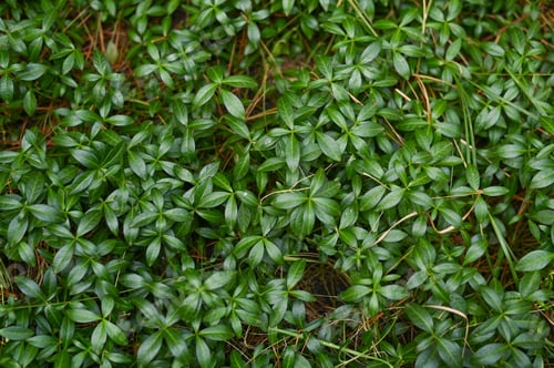 Preview: periwinkle minor plant. green leaves, creating natural carpet.