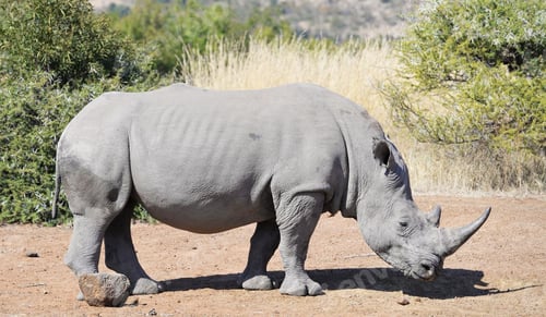 Preview: A Beautiful wildlife in the World