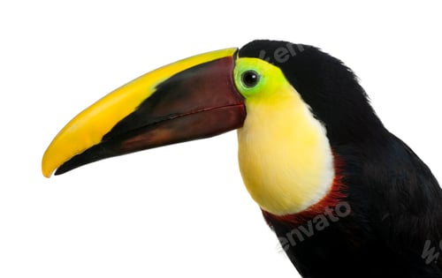Preview: Chestnut-mandibled Toucan - Ramphastos swainsonii (3 years)