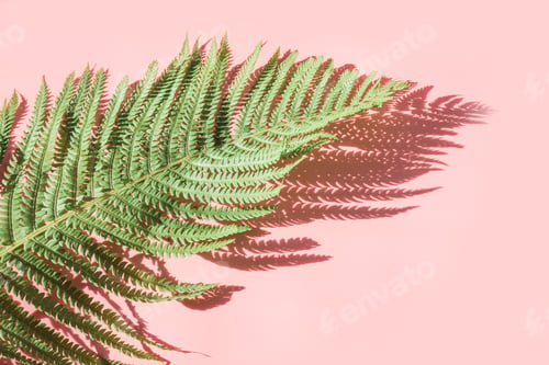 Preview: Single leaf of fern on pastel pink background. Top view, isolated with copy space. Summer.