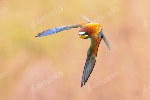 Preview: Bee Eater flying on blurred background