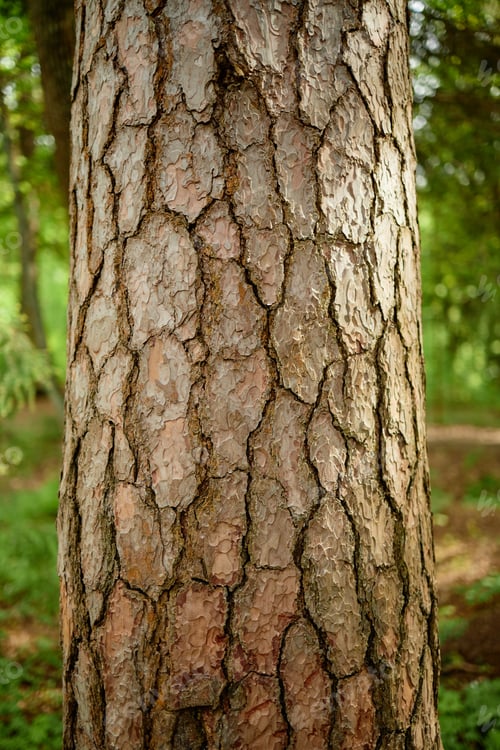 Preview: Close up of Tree Trunk Showing Textured Bark in Forest Environment