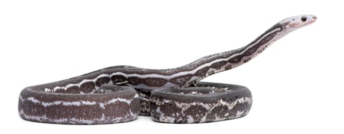 Vista previa: Serpiente de maíz sin escamas, Pantherophis Guttatus, delante de fondo blanco