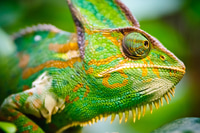 Preview: chameleon, reptile, pet, coloured, colours