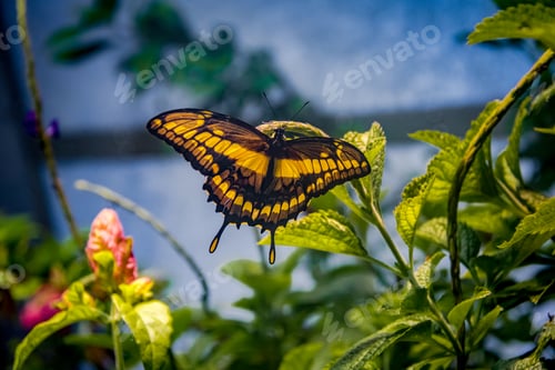 Preview: Black and Yellow Butterfly