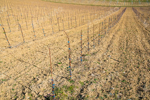 Preview: Panorama of Vineyards. Kastenburg south Styria travel spot