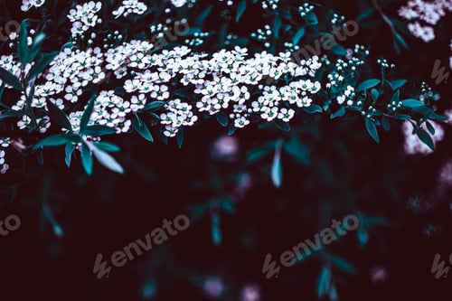 Preview: Dark Moody Floral backdrop of blooming spiraea