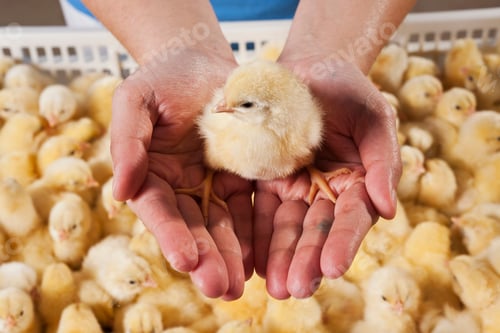 Preview: chick