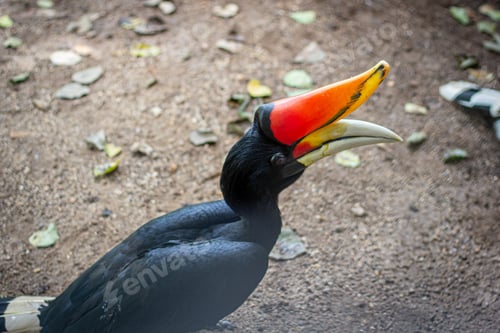 Preview: Hornbill close-up shot, in the zoo, the eyes of the hornbill