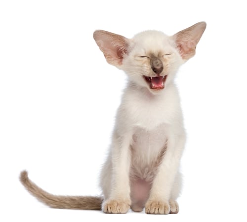 Preview: Oriental Shorthair kitten, 9 weeks old, sitting and meowing against white background