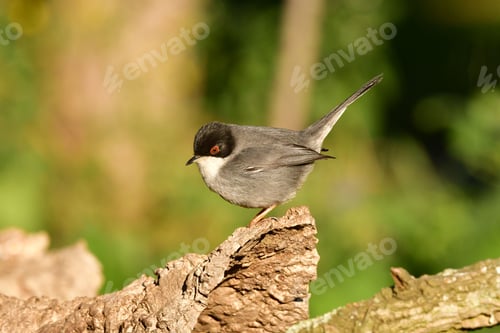 Preview: Close-up profile view of a Sardinian warbler perching under the sunlight