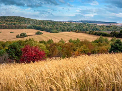 Preview: autumn landscape of agricultural fields at the the with red mahogany tree