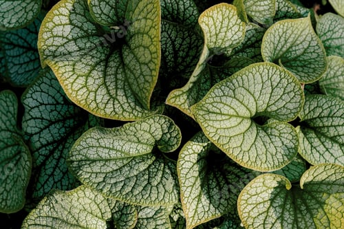 Preview: Bergenia leaves macro in sunshine light. Green natural background.