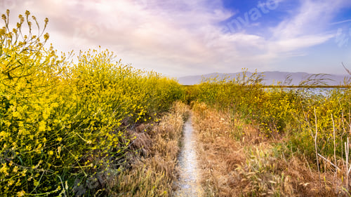 Preview: Walking path lined up with Black mustard wildflowers