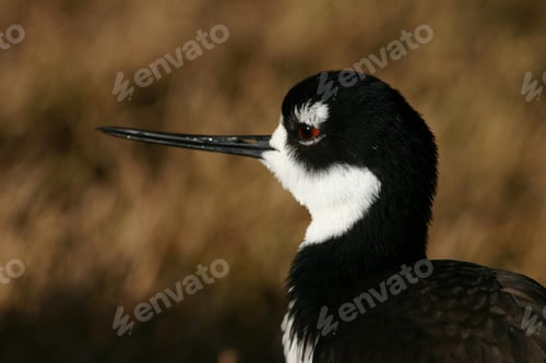 Preview: Selective focus of the Black winged stilt bird