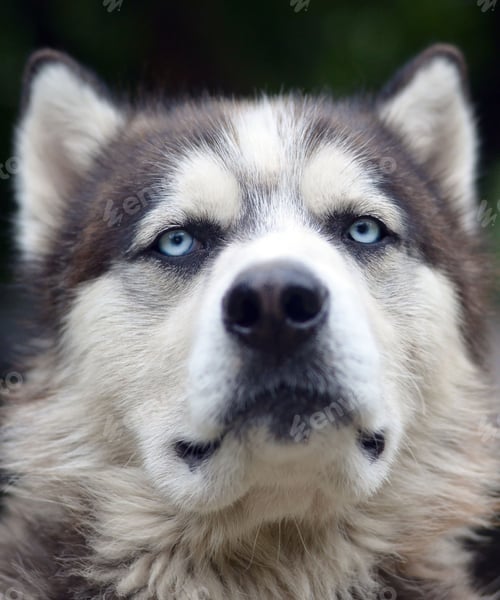Preview: dog, siberian husky, pets, dogs, wilderness