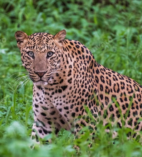 Preview: A Beautiful Wildlife in the World in pictures