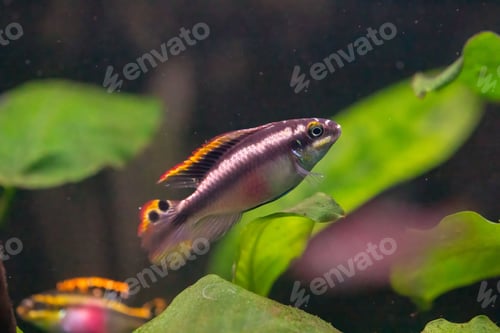 Preview: Closeup of a tiny fish swimming in an aquarium