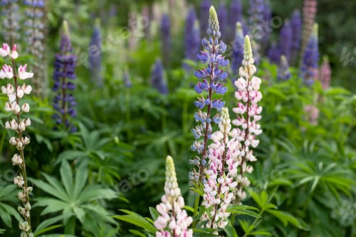 Preview: purple lupins flowers in the garden