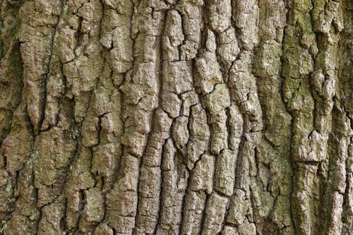 Vorschau: Baumrinden-Textur, Hintergrundoberfläche
