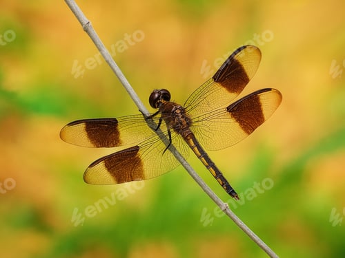 Preview: Beautiful Dragon-fly