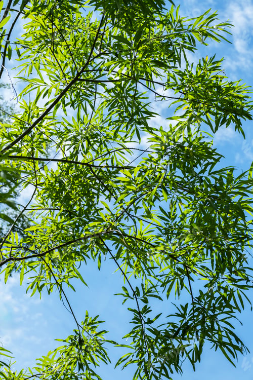 Preview: Green willow against blue sky.