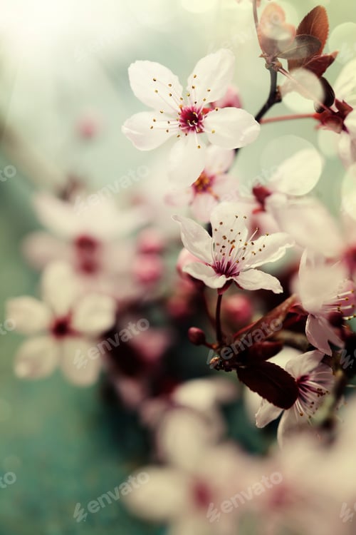 Preview: Spring Cherry blossoms