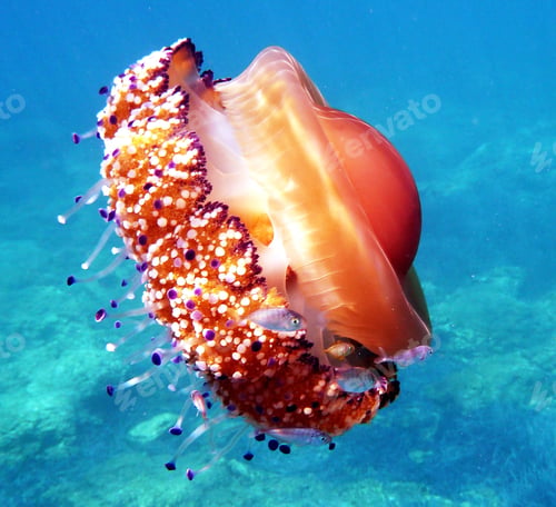 Preview: Close-up Of Jellyfish Swimming In Sea