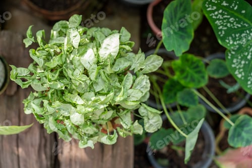 Preview: Philodendron bilitea variegated leaf plant Garden in Green house barden, air purify with Monstera,ph